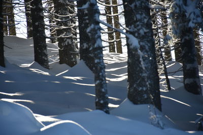 Close-up of icicles on tree trunk during winter