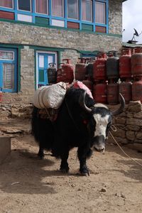 Horses standing in a building