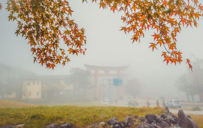 Trees in park during autumn