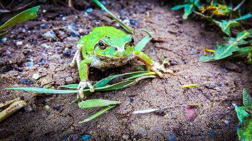 High angle view of frog on land