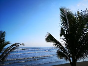 Palm trees on beach against blue sky