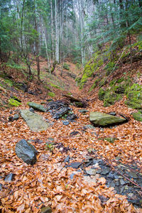 Trees in forest