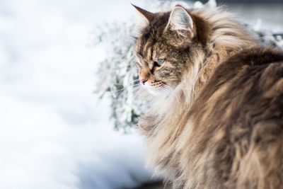 Hairy cat looking away