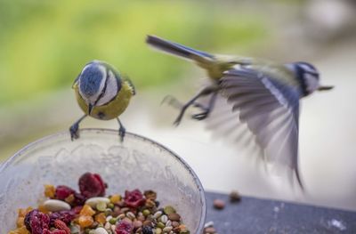 Close-up of birds eating food