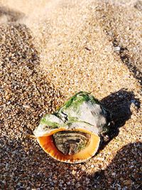 High angle view of shell on sand