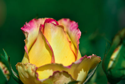 Close-up of yellow and pink rose
