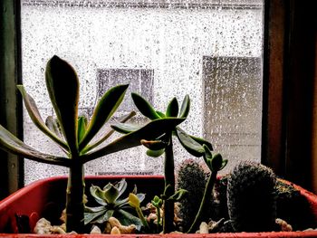 Close-up of cactus in potted plant