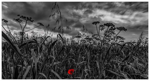 Wheat growing on field against sky