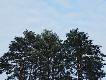 Low angle view of tree against sky