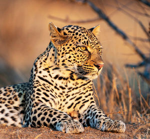 Close-up of a cat looking away