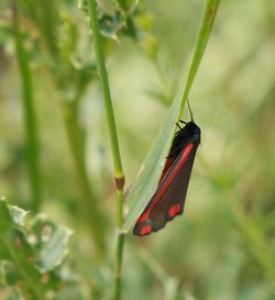 Close-up of insect on plant