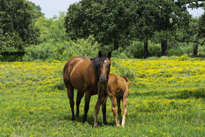 Horses in a field