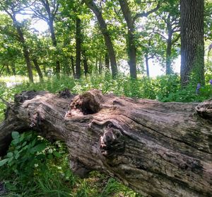 Close-up of tree stump in forest