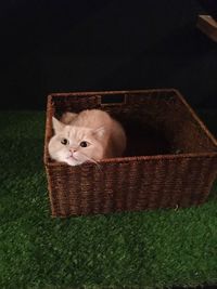 Portrait of kitten relaxing on carpet