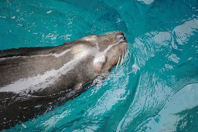 High angle view of swimming in sea