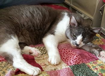 Cat sleeping on floor