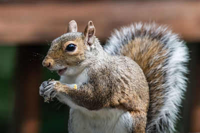 Close-up of squirrel