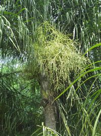 Low angle view of plants against trees