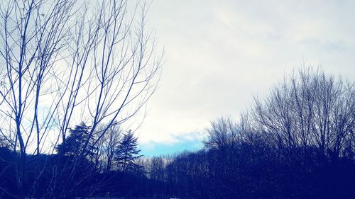 Low angle view of bare trees against sky