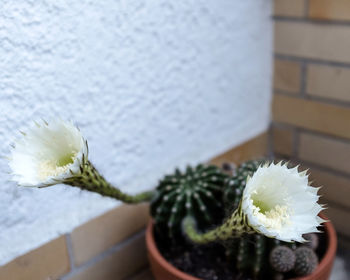 Close-up of white cactus flower pot