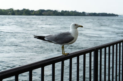 Seagull perching on railing against sea