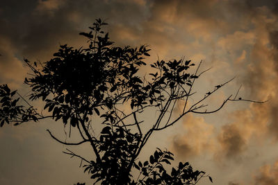 Low angle view of silhouette tree against sky during sunset