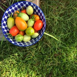 Directly above shot of tomatoes in bowl on grassy field