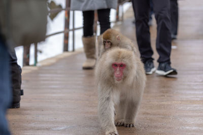 Japanese snow monkey