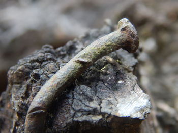 Close-up of plant against blurred background