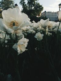 Close-up of white flowers blooming outdoors