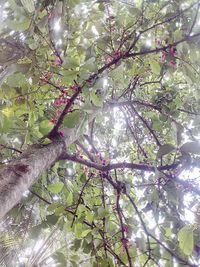 Low angle view of tree against sky