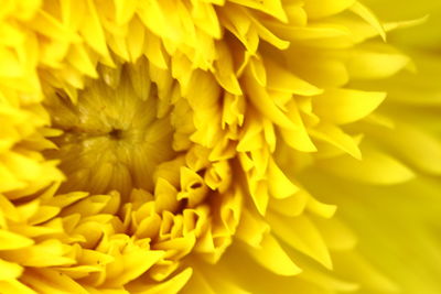 Full frame shot of yellow flowering plant