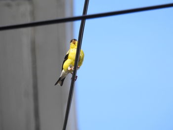 American goldfinch on a wire