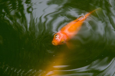 Close-up of goldfish swimming in water
