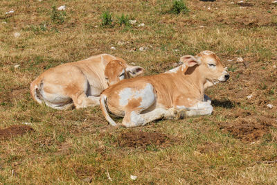 Little calves resting farindola abruzzo