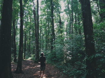 Rear view of man standing amidst trees in forest