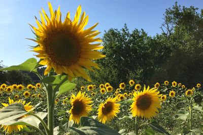 Sunflowers blooming against sky