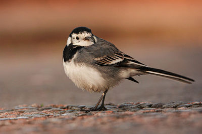 Close-up of a bird