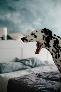 Dog yawning on bed at home