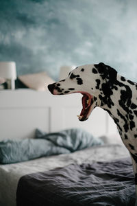 View of a dog on bed at home