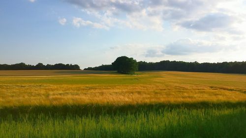 Scenic view of grassy field against sky