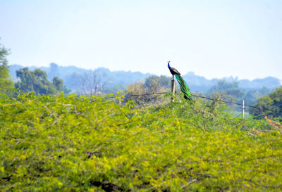 View of horse on field against sky