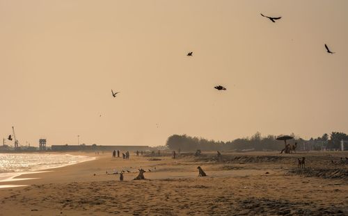 Birds flying over beach against sky