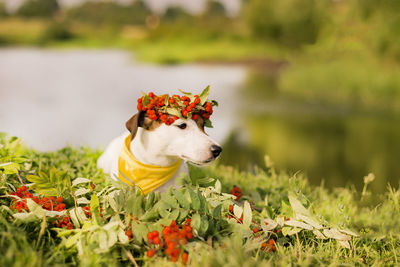 Red flower on field