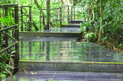 Wooden railing in canal amidst trees in forest