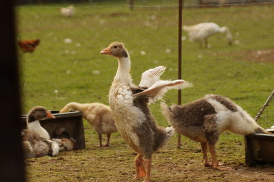 Geese on field