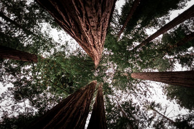 Low angle view of trees in forest