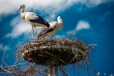 Low angle view of birds perching on nest