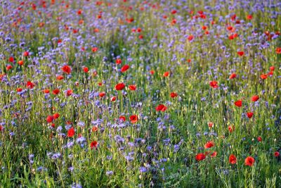 Close-up of red poppy flowers in field