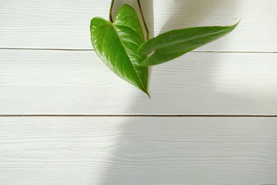 Green leaves of anthurium on wooden background. template for content.  gardening and house jungle